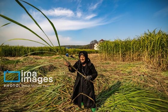 گزارش تصویری | برداشت نیشکر از زمین های استان مازندران