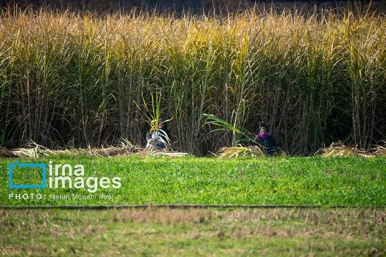 گزارش تصویری | برداشت نیشکر از زمین های استان مازندران