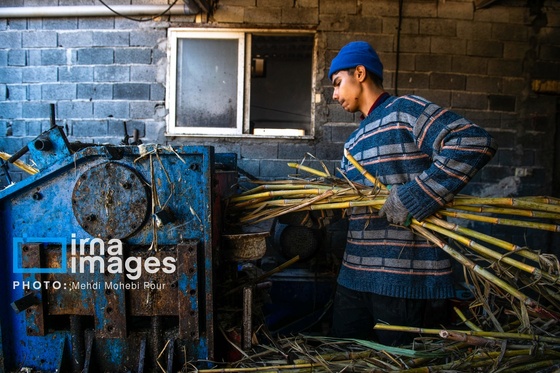 گزارش تصویری | برداشت نیشکر از زمین های استان مازندران