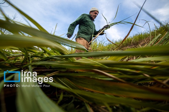 گزارش تصویری | برداشت نیشکر از زمین های استان مازندران