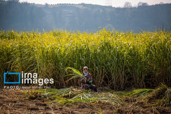 گزارش تصویری | برداشت نیشکر از زمین های استان مازندران