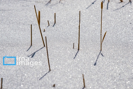 گزارش تصویری | سایه سفید