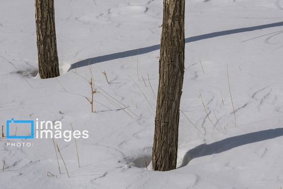 گزارش تصویری | سایه سفید