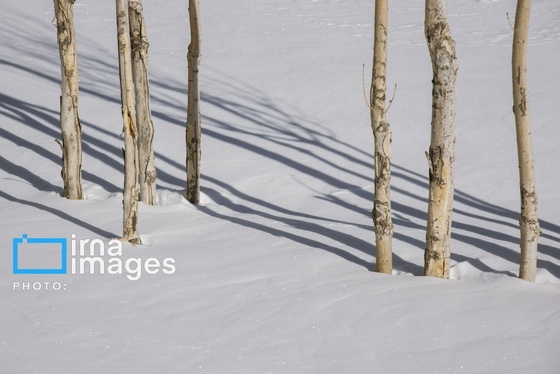 گزارش تصویری | سایه سفید