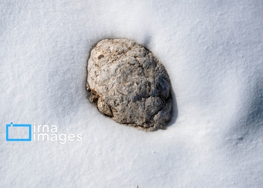 گزارش تصویری | سایه سفید