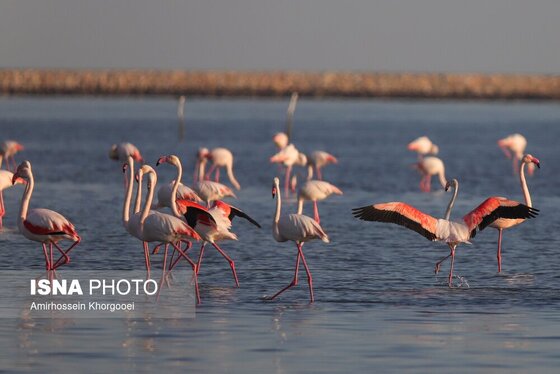 ایران زیباست | فلامینگوها میهمان آب‌های گرم خلیج فارس