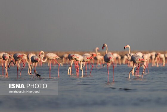 ایران زیباست | فلامینگوها میهمان آب‌های گرم خلیج فارس