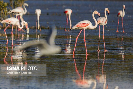 ایران زیباست | فلامینگوها میهمان آب‌های گرم خلیج فارس