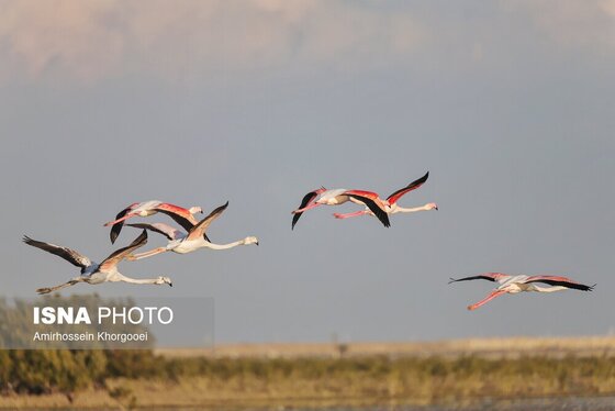 ایران زیباست | فلامینگوها میهمان آب‌های گرم خلیج فارس