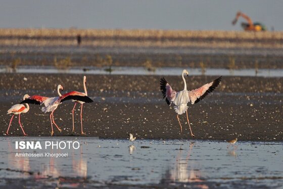 ایران زیباست | فلامینگوها میهمان آب‌های گرم خلیج فارس