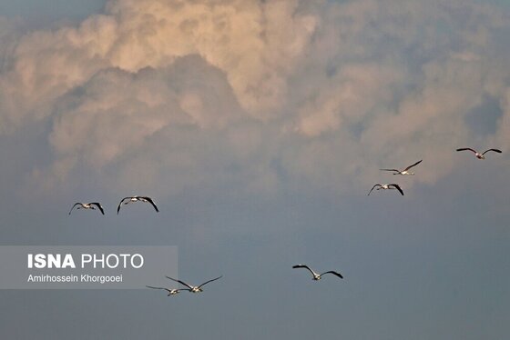 ایران زیباست | فلامینگوها میهمان آب‌های گرم خلیج فارس