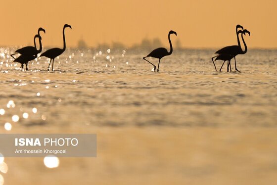 ایران زیباست | فلامینگوها میهمان آب‌های گرم خلیج فارس