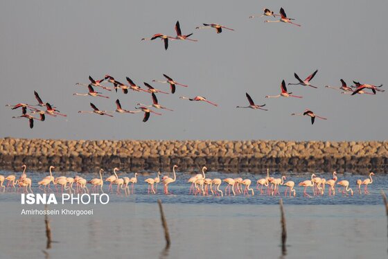 ایران زیباست | فلامینگوها میهمان آب‌های گرم خلیج فارس