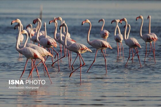 ایران زیباست | فلامینگوها میهمان آب‌های گرم خلیج فارس