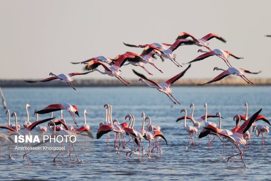ایران زیباست | فلامینگوها میهمان آب‌های گرم خلیج فارس