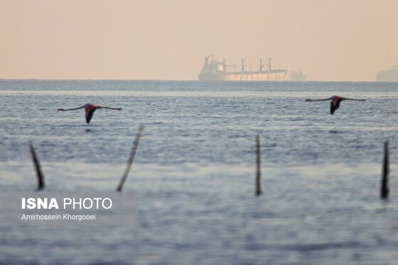 ایران زیباست | فلامینگوها میهمان آب‌های گرم خلیج فارس