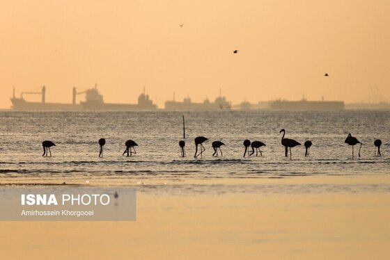 ایران زیباست | فلامینگوها میهمان آب‌های گرم خلیج فارس