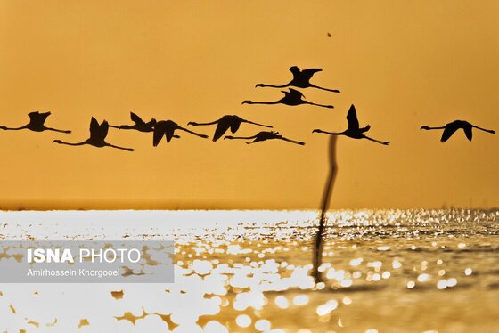 ایران زیباست | فلامینگوها میهمان آب‌های گرم خلیج فارس