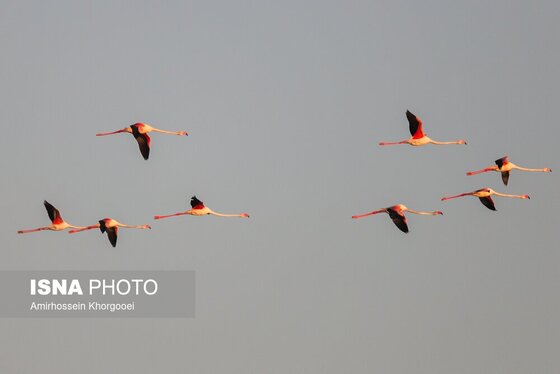 ایران زیباست | فلامینگوها میهمان آب‌های گرم خلیج فارس