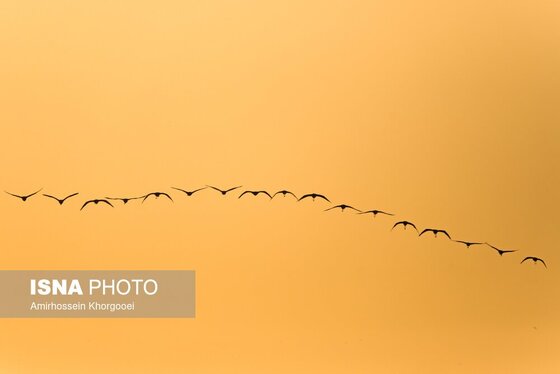 ایران زیباست | فلامینگوها میهمان آب‌های گرم خلیج فارس