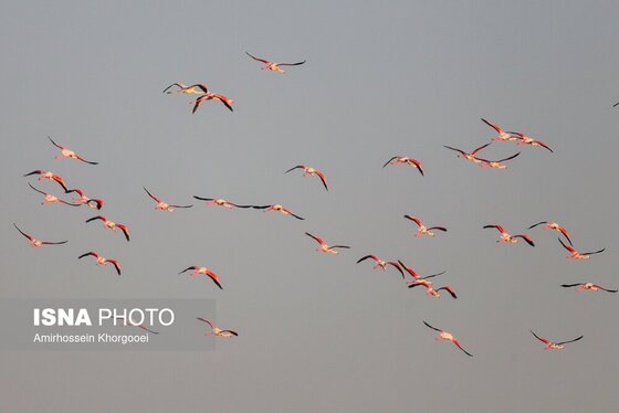 ایران زیباست | فلامینگوها میهمان آب‌های گرم خلیج فارس