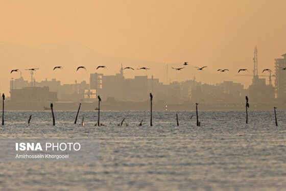 ایران زیباست | فلامینگوها میهمان آب‌های گرم خلیج فارس