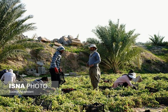 گزارش تصویری | برداشت گوجه فرنگی خارج از فصل - بردخون
