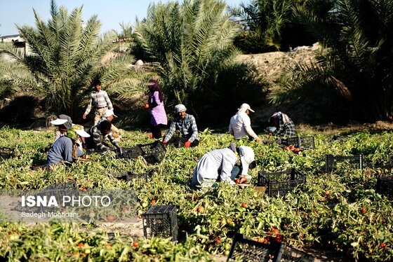 گزارش تصویری | برداشت گوجه فرنگی خارج از فصل - بردخون