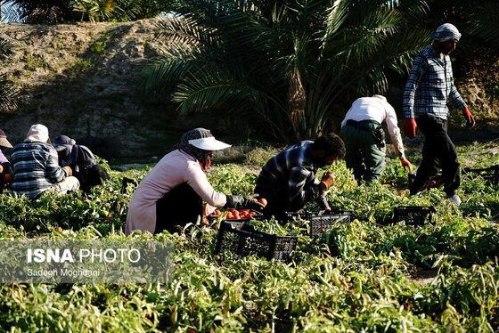 گزارش تصویری | برداشت گوجه فرنگی خارج از فصل - بردخون