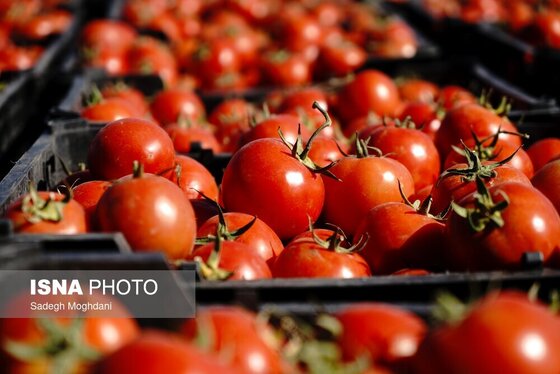 گزارش تصویری | برداشت گوجه فرنگی خارج از فصل - بردخون