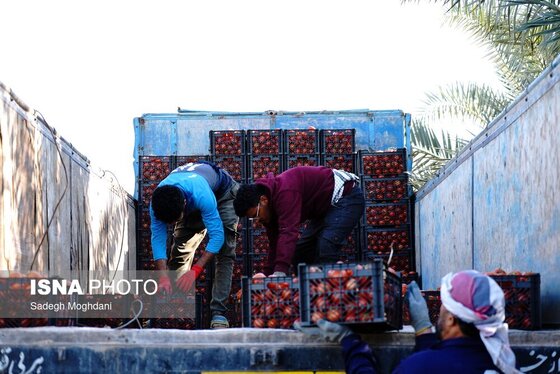 گزارش تصویری | برداشت گوجه فرنگی خارج از فصل - بردخون