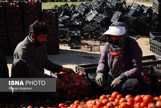 گزارش تصویری | برداشت گوجه فرنگی خارج از فصل - بردخون
