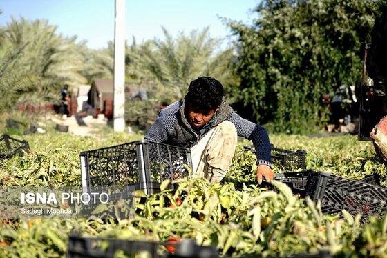گزارش تصویری | برداشت گوجه فرنگی خارج از فصل - بردخون