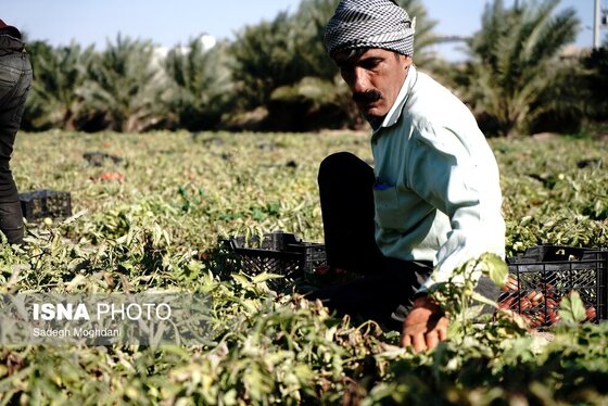گزارش تصویری | برداشت گوجه فرنگی خارج از فصل - بردخون