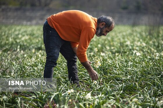 ایران زیباست | برداشت گل نرگس - ساری