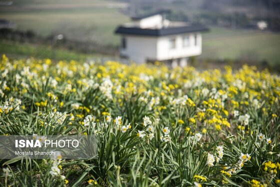 ایران زیباست | برداشت گل نرگس - ساری
