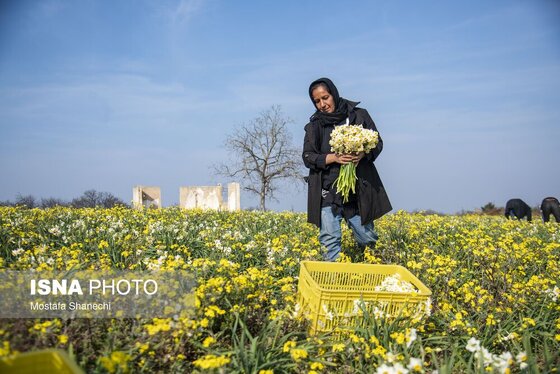 ایران زیباست | برداشت گل نرگس - ساری