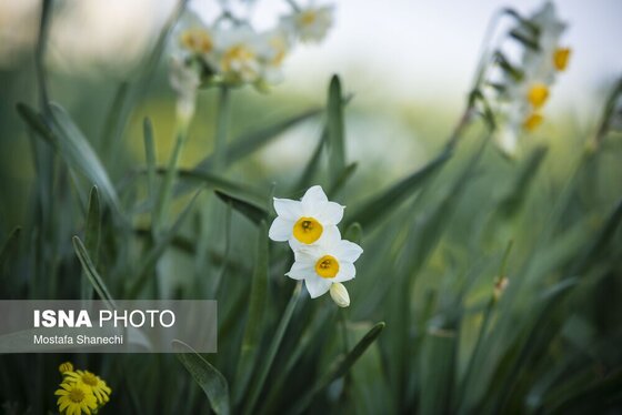 ایران زیباست | برداشت گل نرگس - ساری