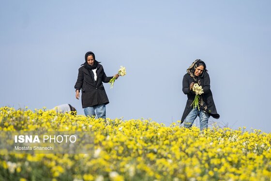 ایران زیباست | برداشت گل نرگس - ساری