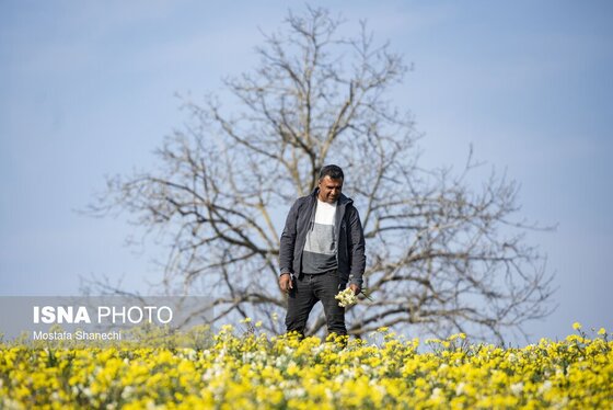 ایران زیباست | برداشت گل نرگس - ساری