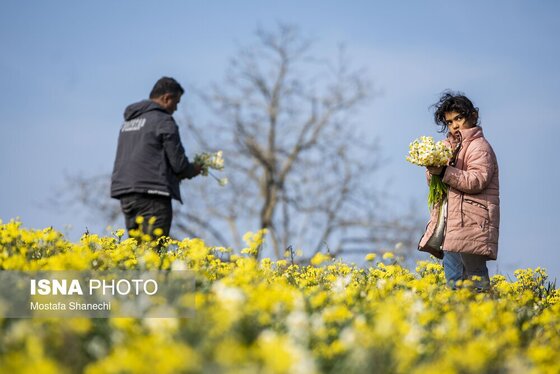 ایران زیباست | برداشت گل نرگس - ساری