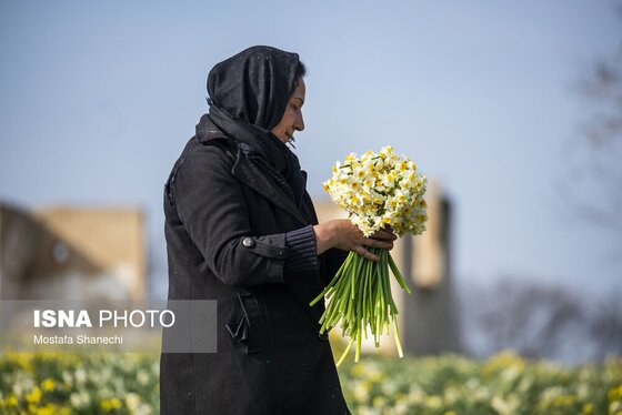 ایران زیباست | برداشت گل نرگس - ساری