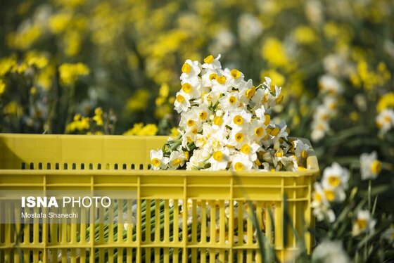 ایران زیباست | برداشت گل نرگس - ساری