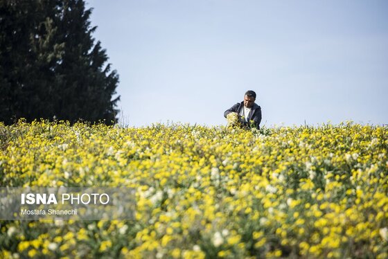 ایران زیباست | برداشت گل نرگس - ساری