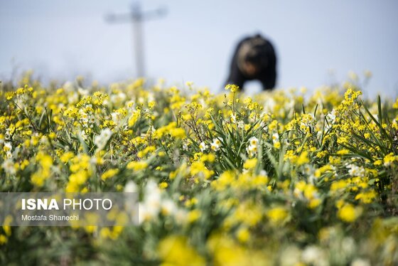 ایران زیباست | برداشت گل نرگس - ساری