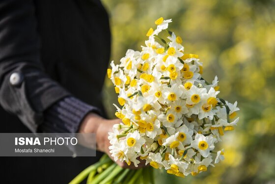 ایران زیباست | برداشت گل نرگس - ساری