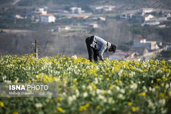 ایران زیباست | برداشت گل نرگس - ساری