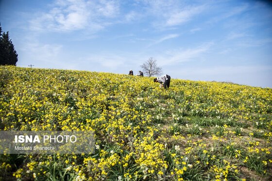 ایران زیباست | برداشت گل نرگس - ساری