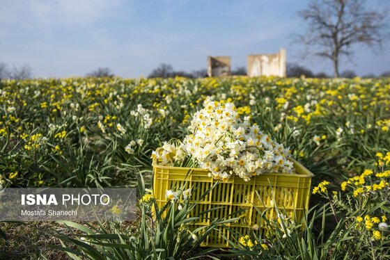 ایران زیباست | برداشت گل نرگس - ساری
