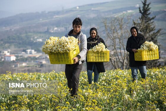 ایران زیباست | برداشت گل نرگس - ساری